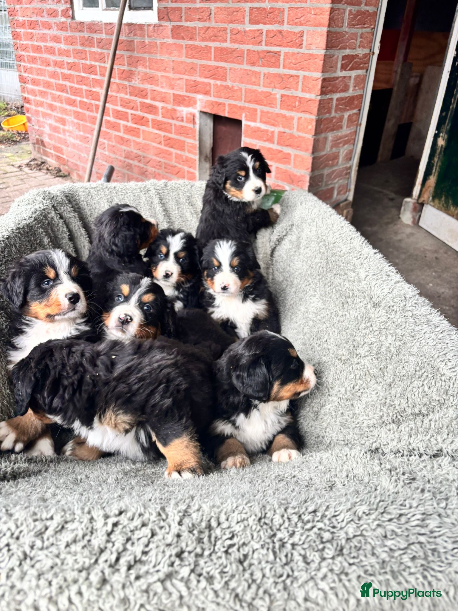 Berner Sennenhond honden Berner-sennenpups - Advertentie 13