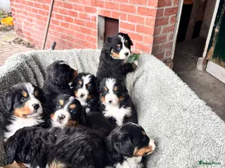 Berner Sennenhond honden Berner-sennenpups - Advertentie 13