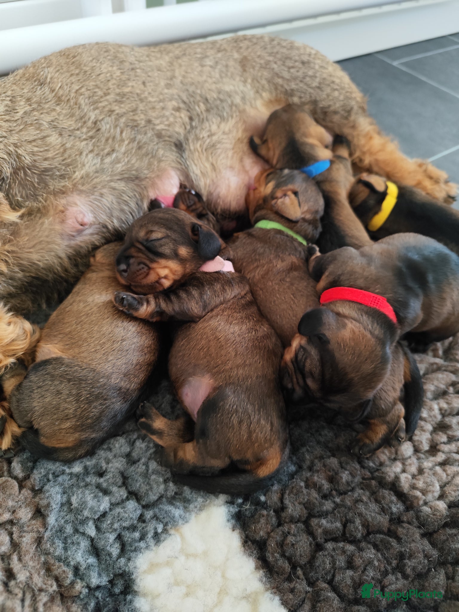 Ruwhaar Teckel honden Prachtige lieve ruwharige standaard teckel pups - Advertentie 2