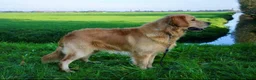 Kruising honden te koop: Prachtige puppy's Border-Collie/Golden Retriever - Advertentie 13