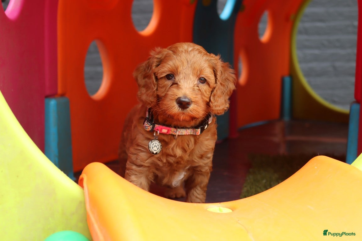 Australian Labradoodle honden te koop:  6 lieve Mini/medium Australian labradoodle pups - Advertentie 2