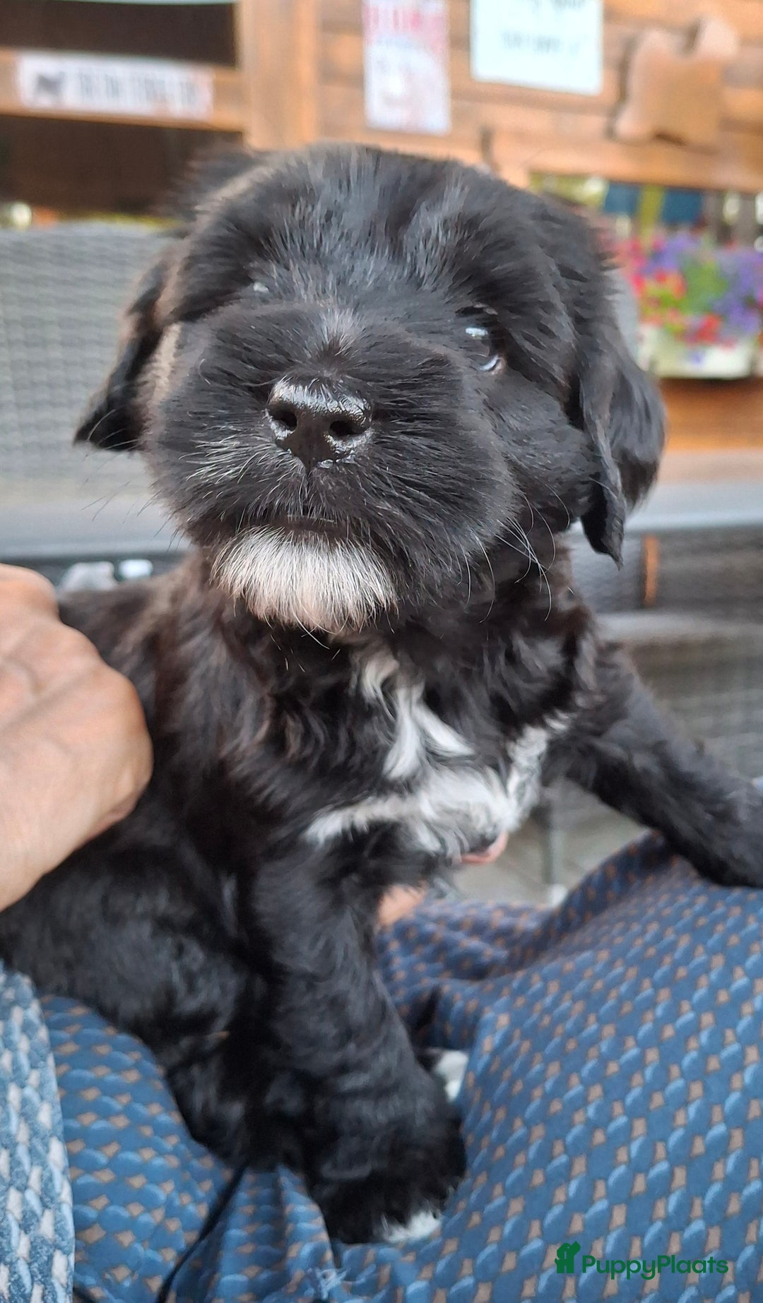 Tibetaanse Terriër honden te koop: Tibetaanse terrier pups - Afbeelding 8