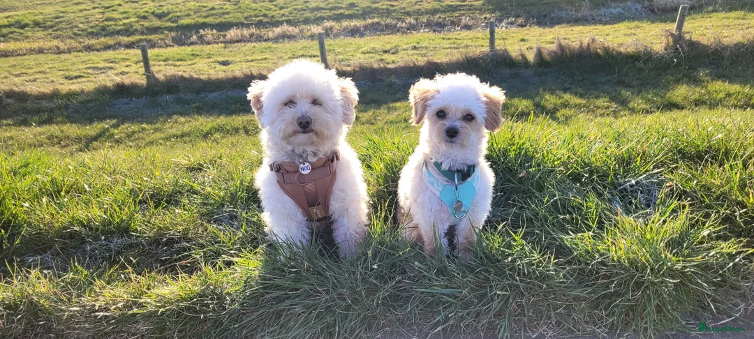 Maltipoo honden ter dekking: Toypoedel/Maltipoo dekreu, liefste knuffelkont🥰 - Advertentie 18