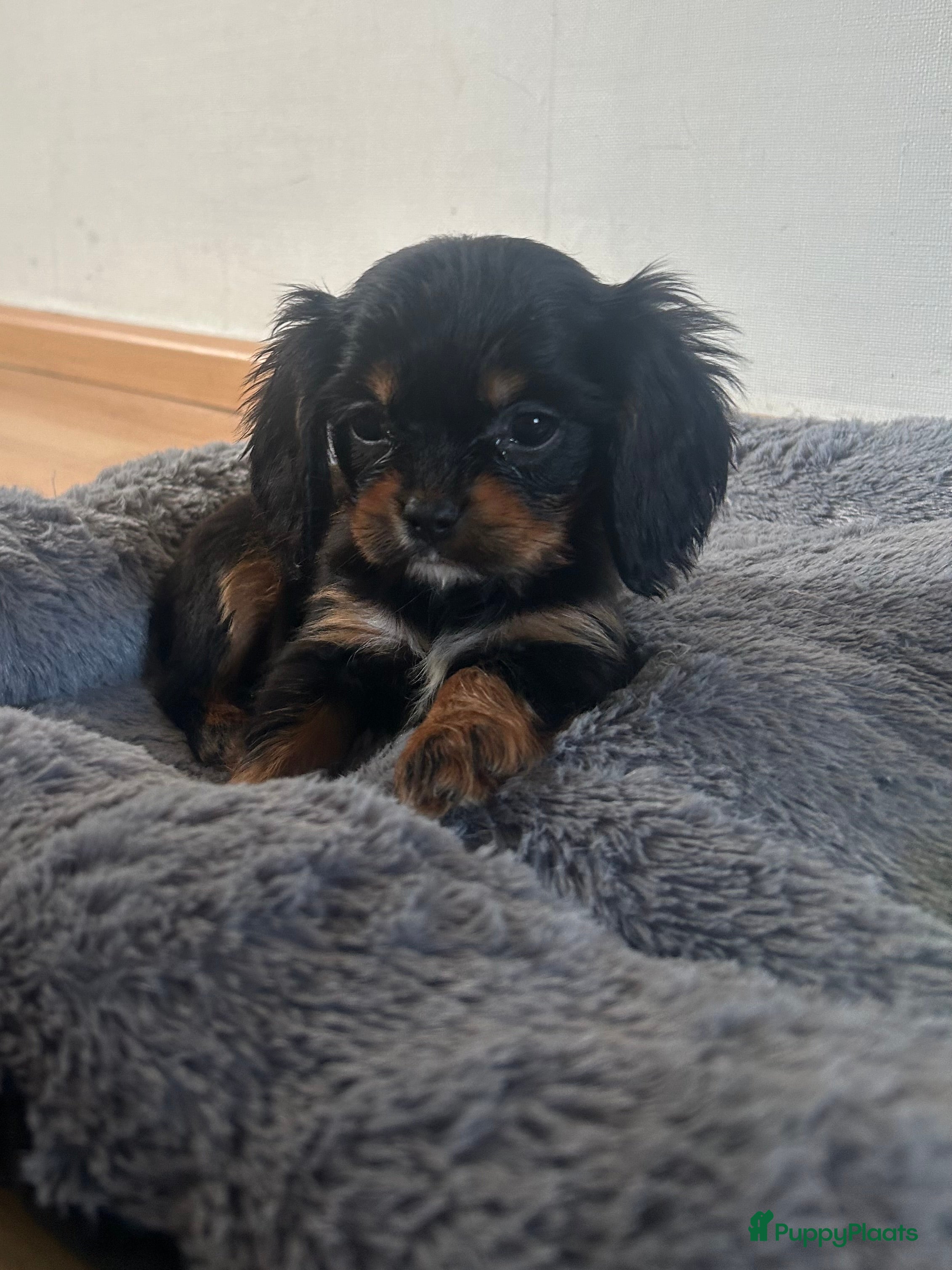 Cavalier King Charles Spaniel honden Prachtige Cavelier King Charles pups - Advertentie 2