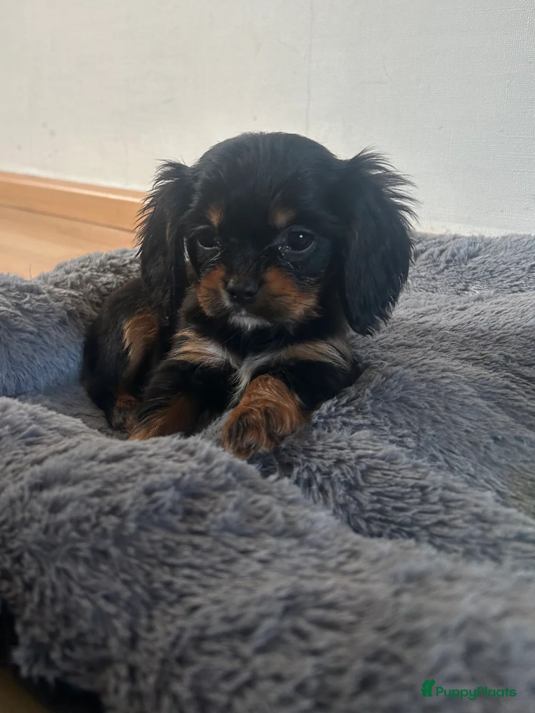 Cavalier King Charles Spaniel honden te koop: Prachtige Cavelier King Charles pups - Advertentie 2