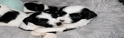 Tibetaanse Terriër honden te koop: Tibetaanse terrier pups met stamboom  - Advertentie 9