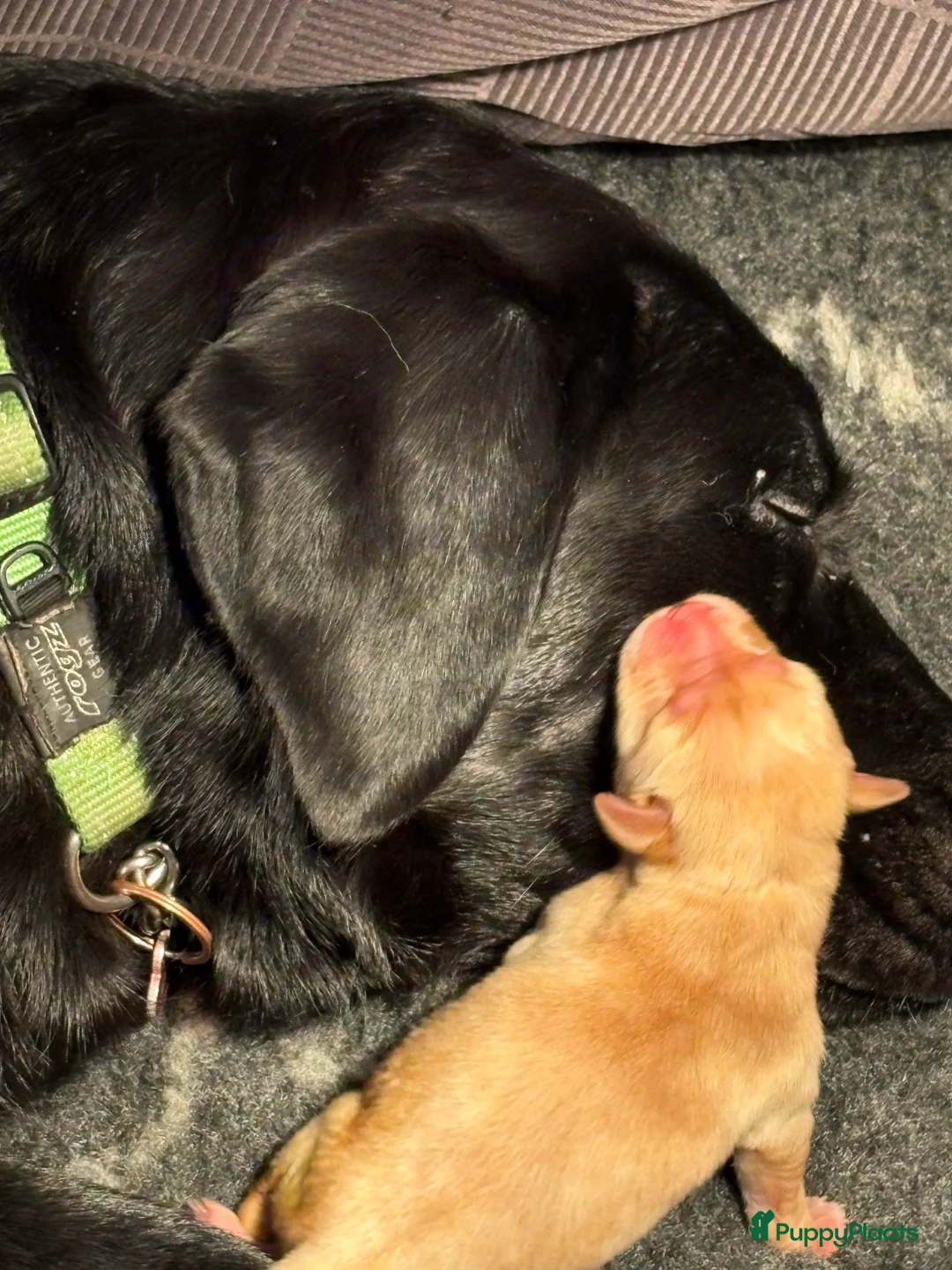 Labrador Retriever honden te koop: 🐶 9 Prachtige Labrador pups geboren op 15 feb - Advertentie 4