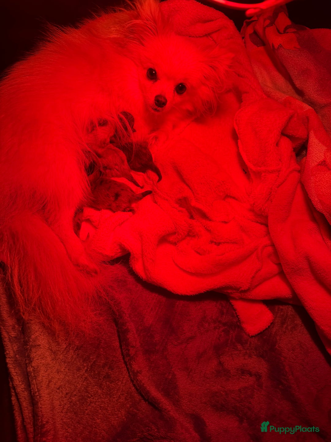 Pomchi honden te koop: Mooie pomchi - Advertentie 13