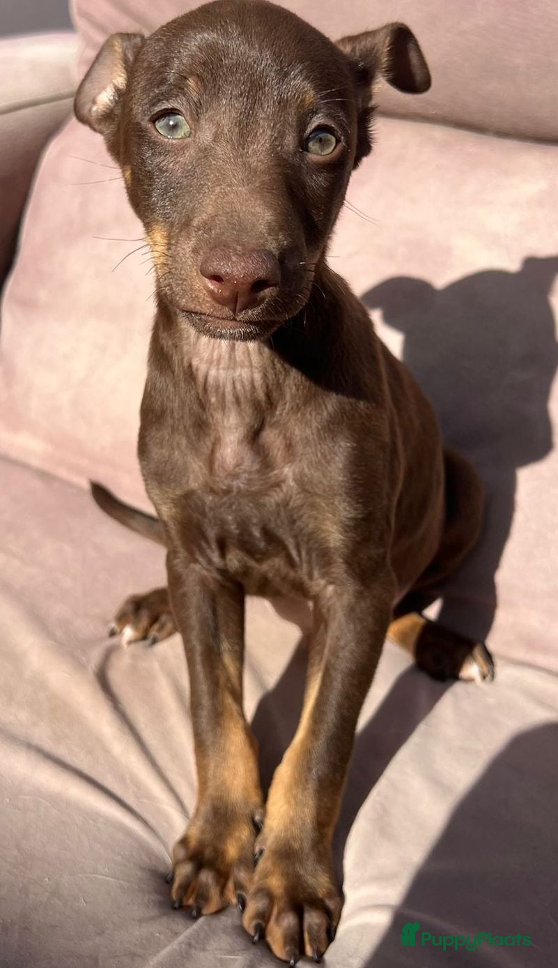 Kruising honden Amor deze knappe jongen wil graag een vriendje  - Advertentie 1
