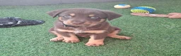 Australian Shepherd honden te koop: Nog 4 mooie austrailian shepherds pups - Advertentie 7