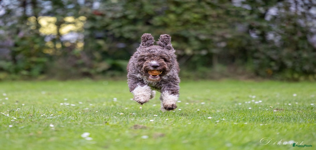 Galerij afbeelding {{count}}