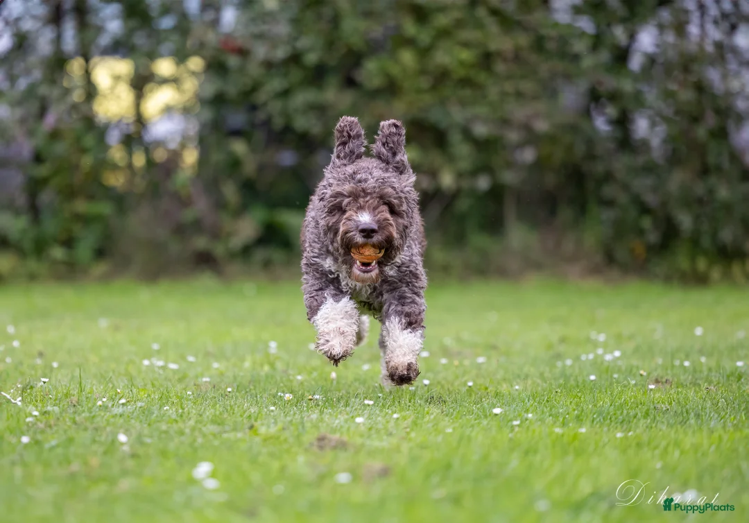 Galerij afbeelding {{count}}