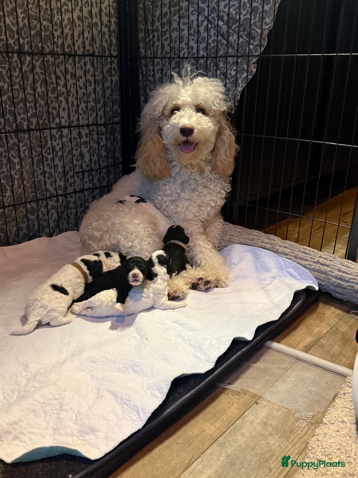 Labradoodle honden Labradoodle pups - Advertentie 16