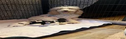 Labradoodle honden te koop: Labradoodle pups - Advertentie 1