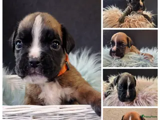 Boxer honden Lieve Rasechte Boxer Pups ❤️🩷🩵💚🧡 - Advertentie 7