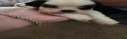Boomer honden te koop: Boomer pup - Advertentie 6