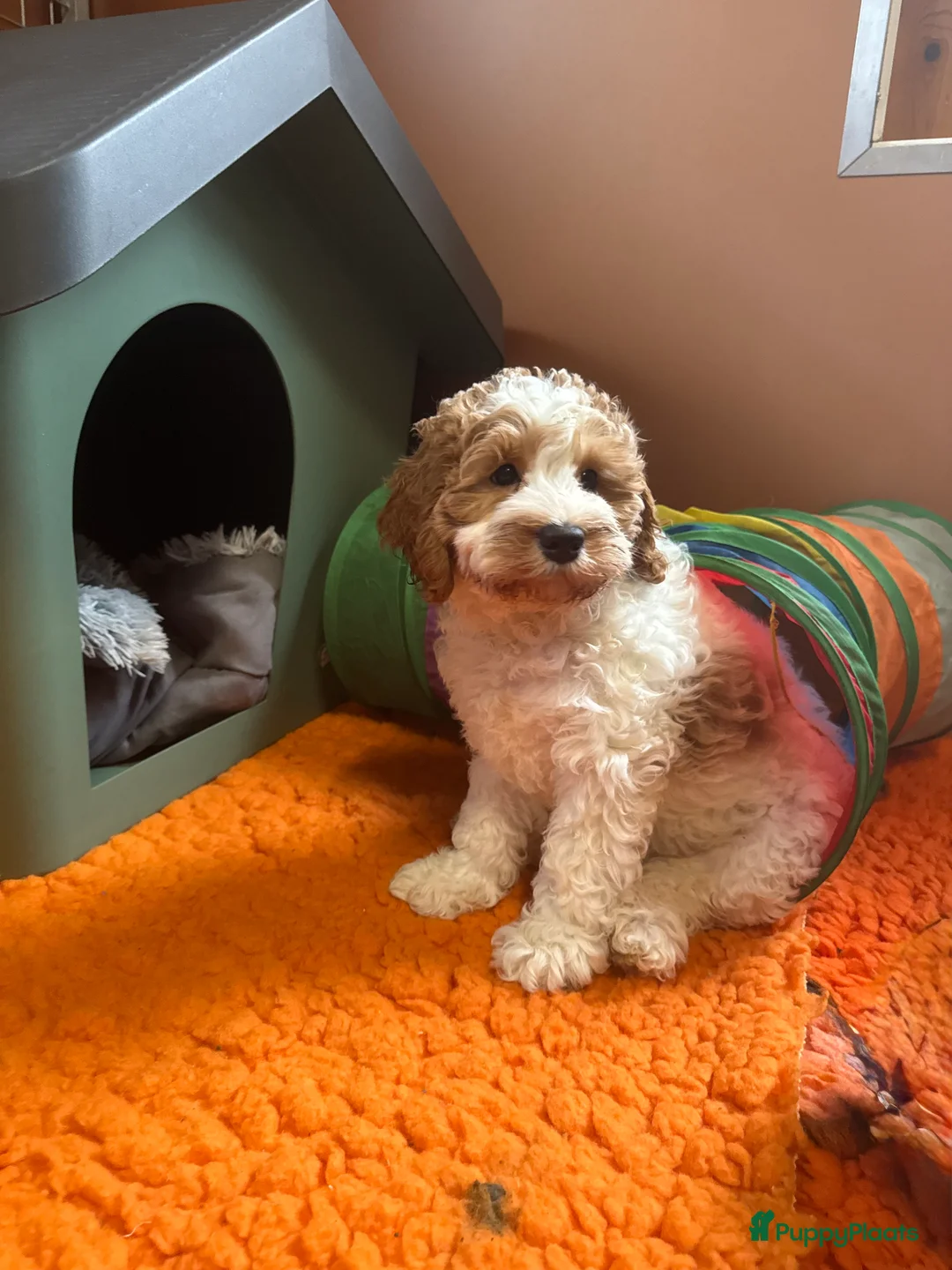 Australian Labradoodle honden te koop: Te koop Australië labradoodle - Advertentie 2