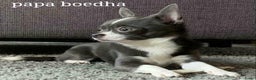 Chihuahua honden te koop: Chihuahua - Advertentie 3