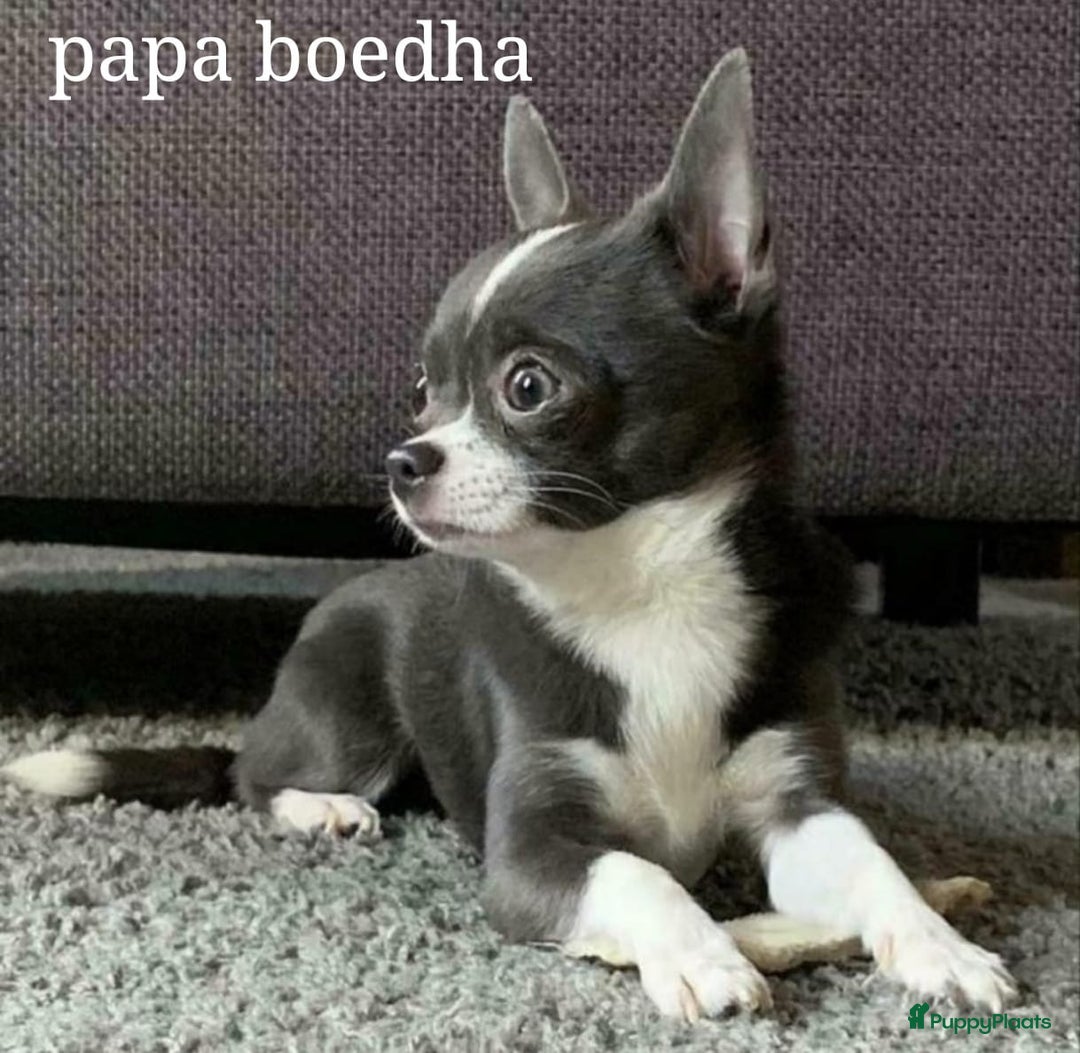 Chihuahua honden te koop: Chihuahua - Advertentie 3
