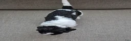 Cockapoo honden te koop: Cockapoo pups  - Advertentie 10