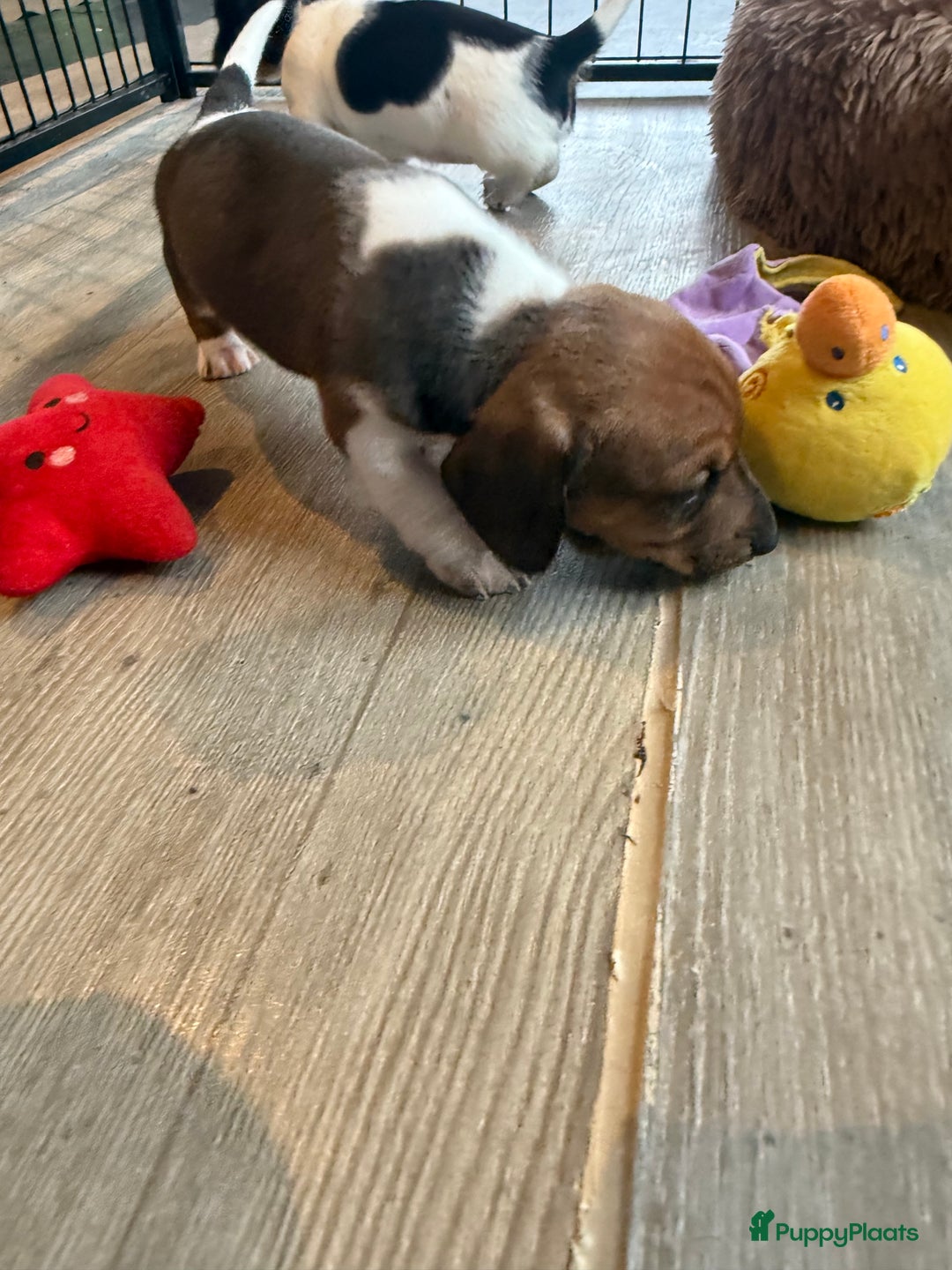 Teckel (korthaar)  honden te koop: Piebald dwergteckel pups - Advertentie 26