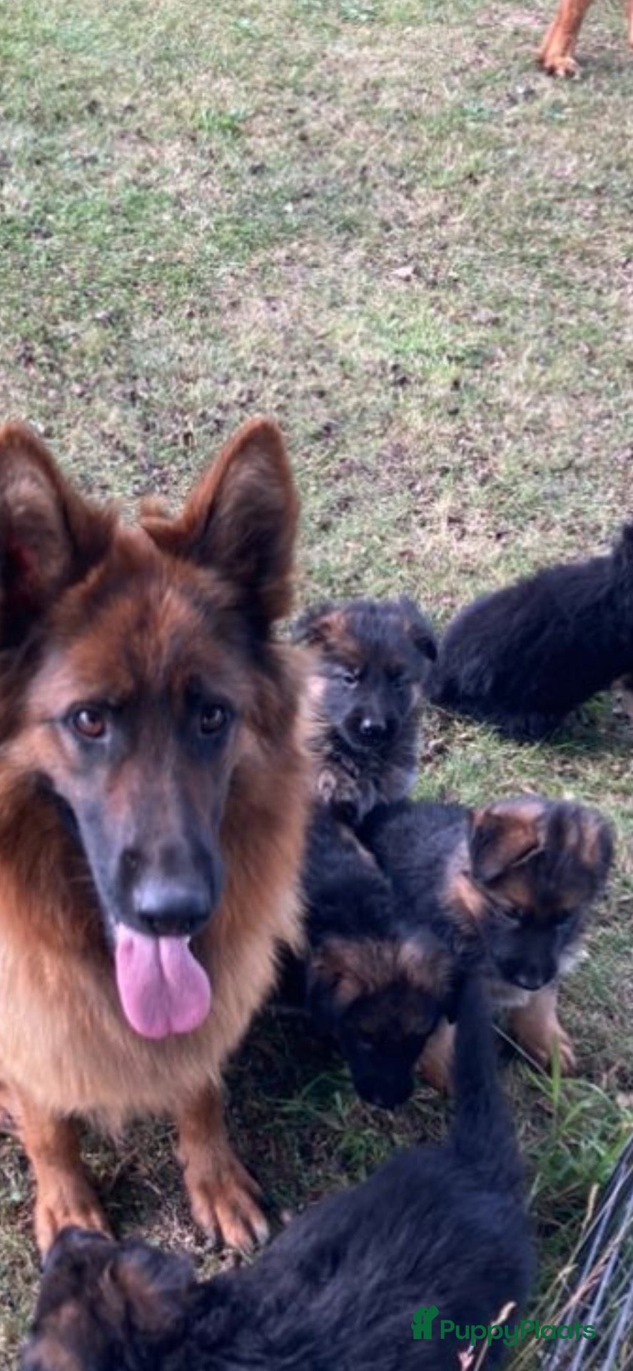Duitse Herder honden langharige Duitse herder puppy’s met rechte rug.   - Advertentie 3