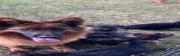 Duitse Herder honden te koop: langharige Duitse herder puppy’s met rechte rug.   - Advertentie 1