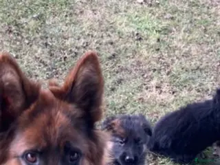Duitse Herder honden langharige Duitse herder puppy’s met rechte rug. - Advertentie 3