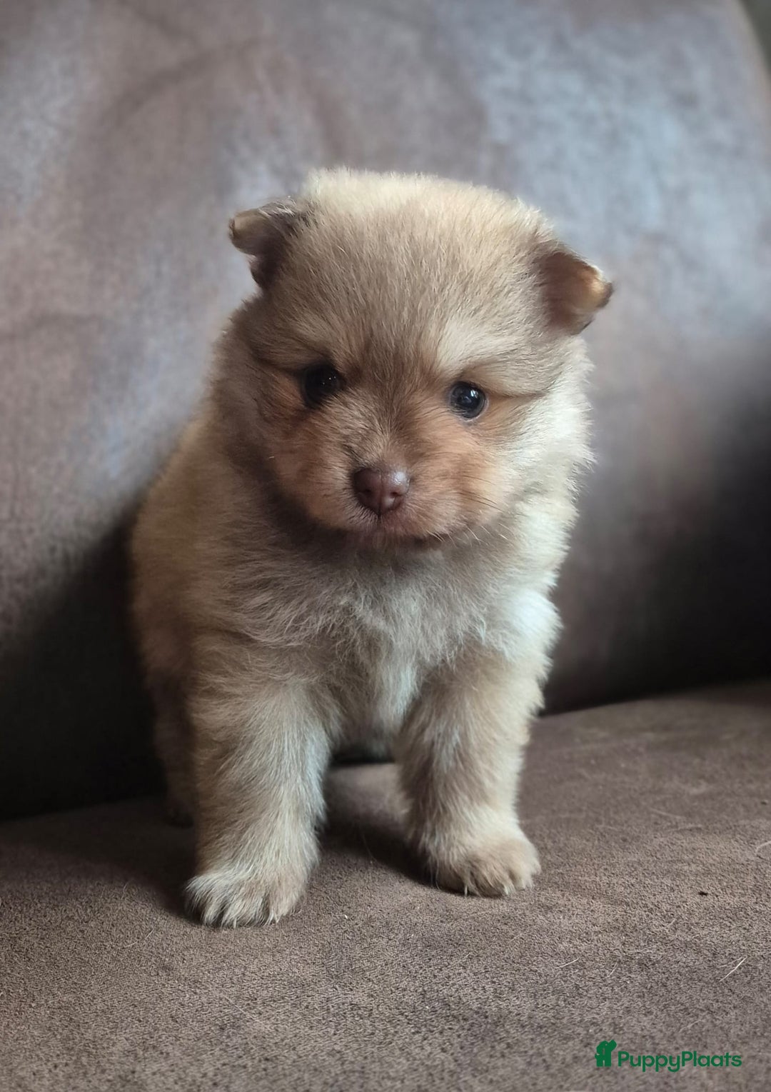 Pomchi honden te koop: Prachtige luxe pommeriaan pups - Advertentie 30