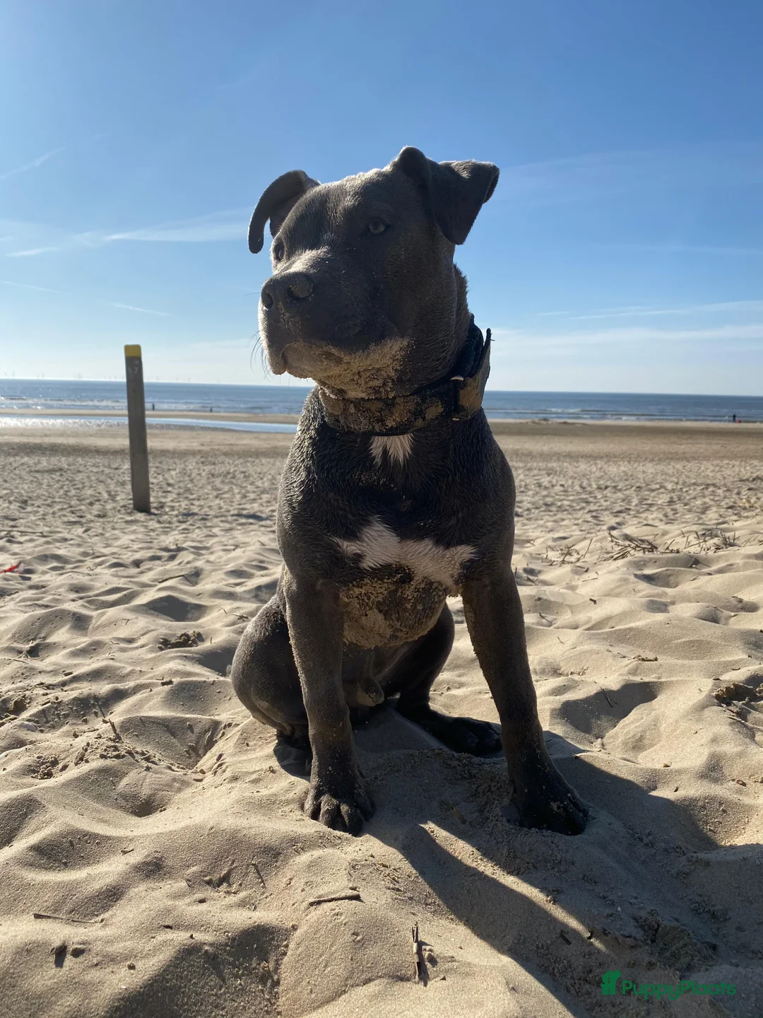 American Staffordshire Terriër honden ter dekking: American Staffordshire Terrier Reu  voor dekking - Advertentie 11