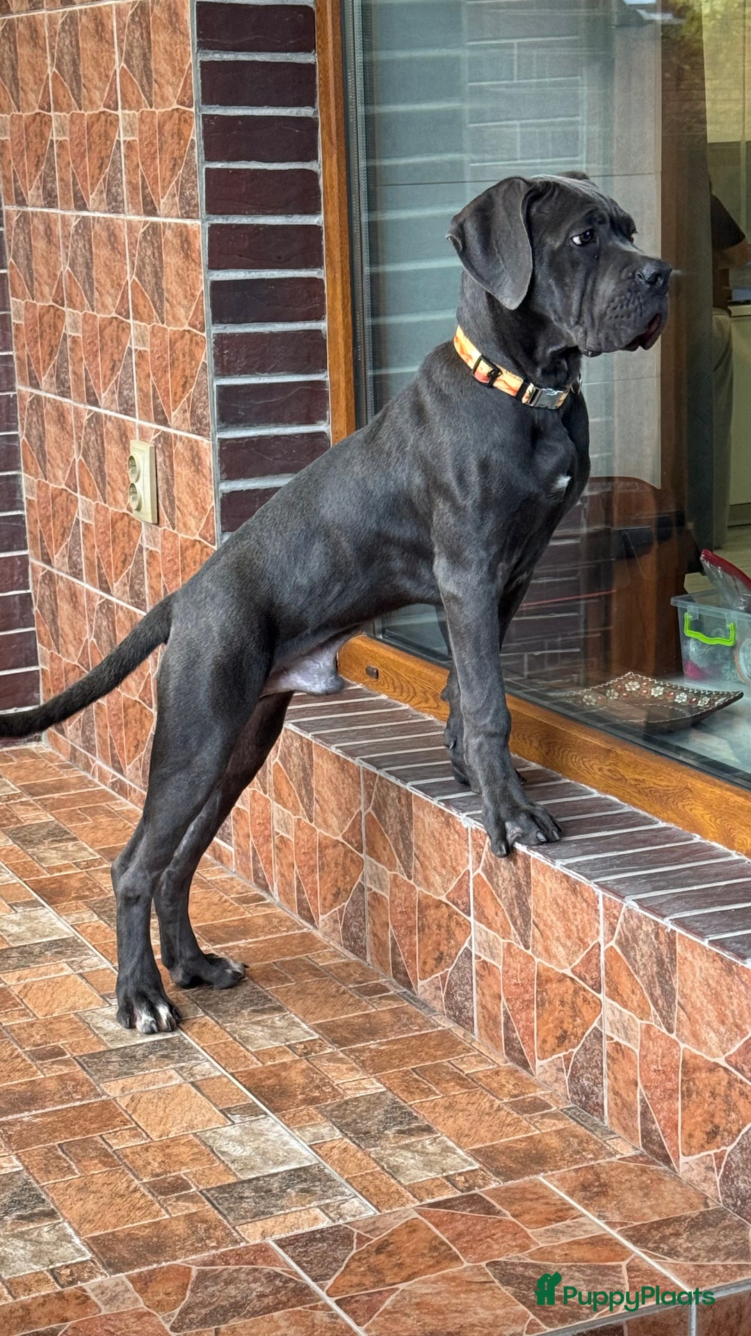 Cane Corso honden te koop: Trained Cane Corso puppies - Advertentie 3