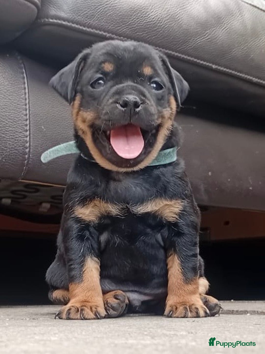 Dwergpinscher honden te koop: Carlin Pinscher Puppy’s te koop - Afbeelding 22