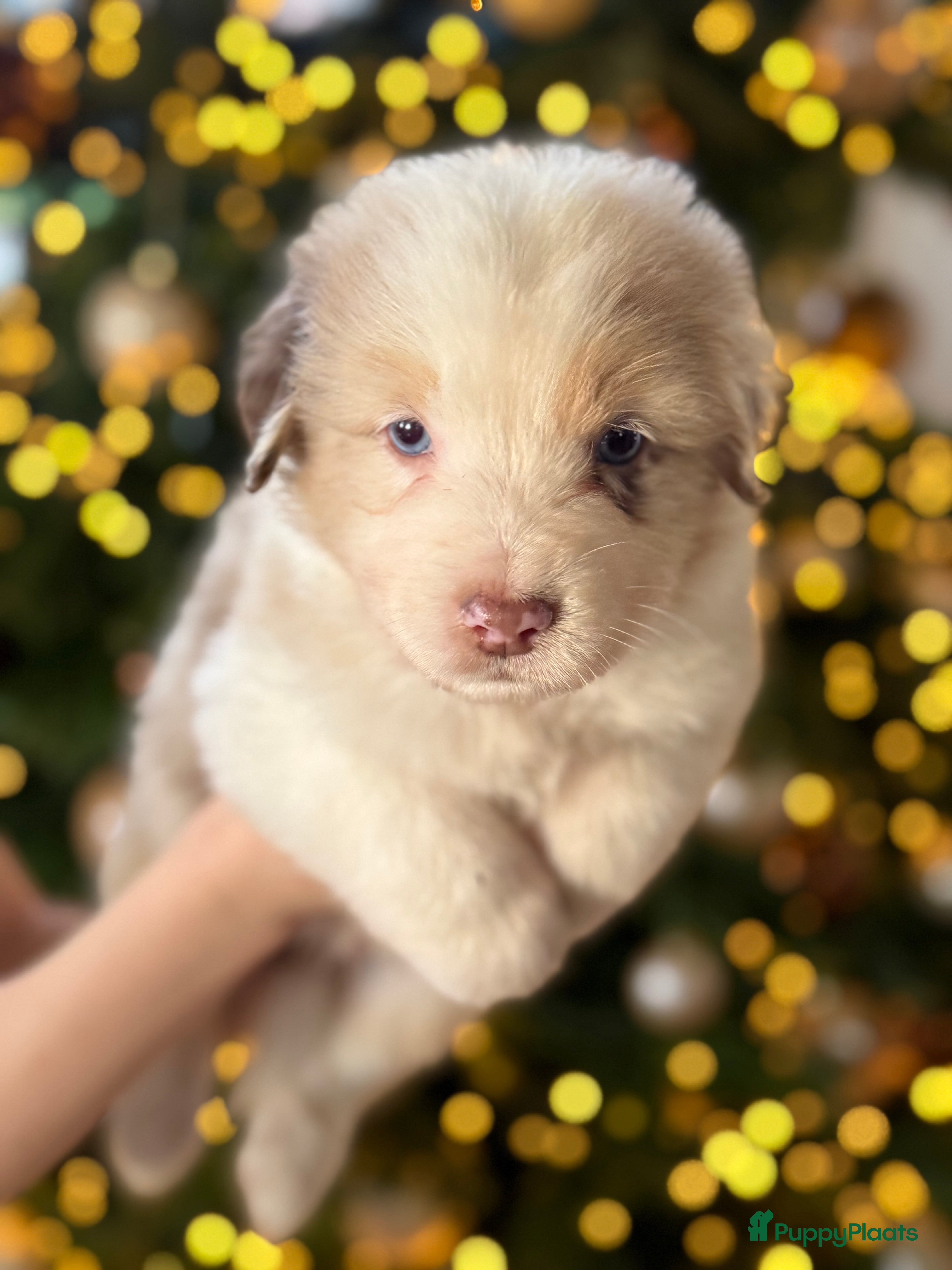 Australian Shepherd honden Prachtig nestje raszuivere Australian Shepherds - Advertentie 11