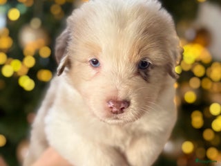 Australian Shepherd honden Prachtig nestje raszuivere Australian Shepherds - Advertentie 1