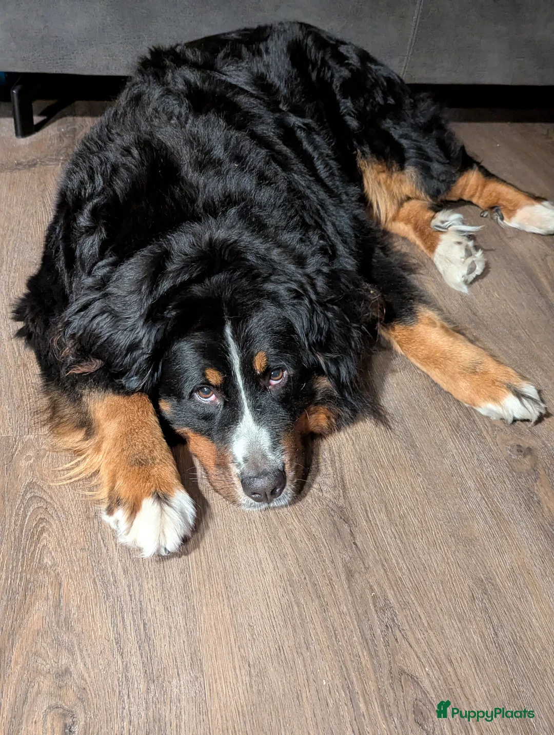 Berner Sennenhond honden te koop: Mooie Bernerpups - Advertentie 15