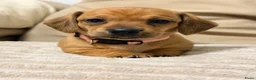 Kruising honden te koop: Prachtige red/cream - Advertentie 7
