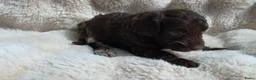 Labradoodle honden te koop: Nog 3 prachtige Labradoodle puppy’s beschikbaar - Advertentie 32