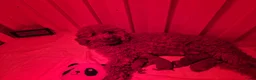 Poedel Toy honden te koop: Toypoedel pups - Advertentie 2
