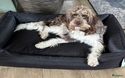 Heidewachtel honden te koop: Prachtige HeideDoodle pups in Mierlo - Afbeelding 15