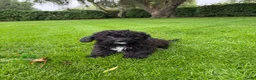 Kruising honden te koop: Boomer x Poedel (Boompoo) pups - Advertentie 21