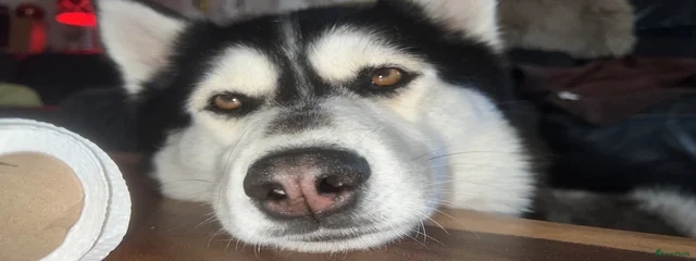 Shaka