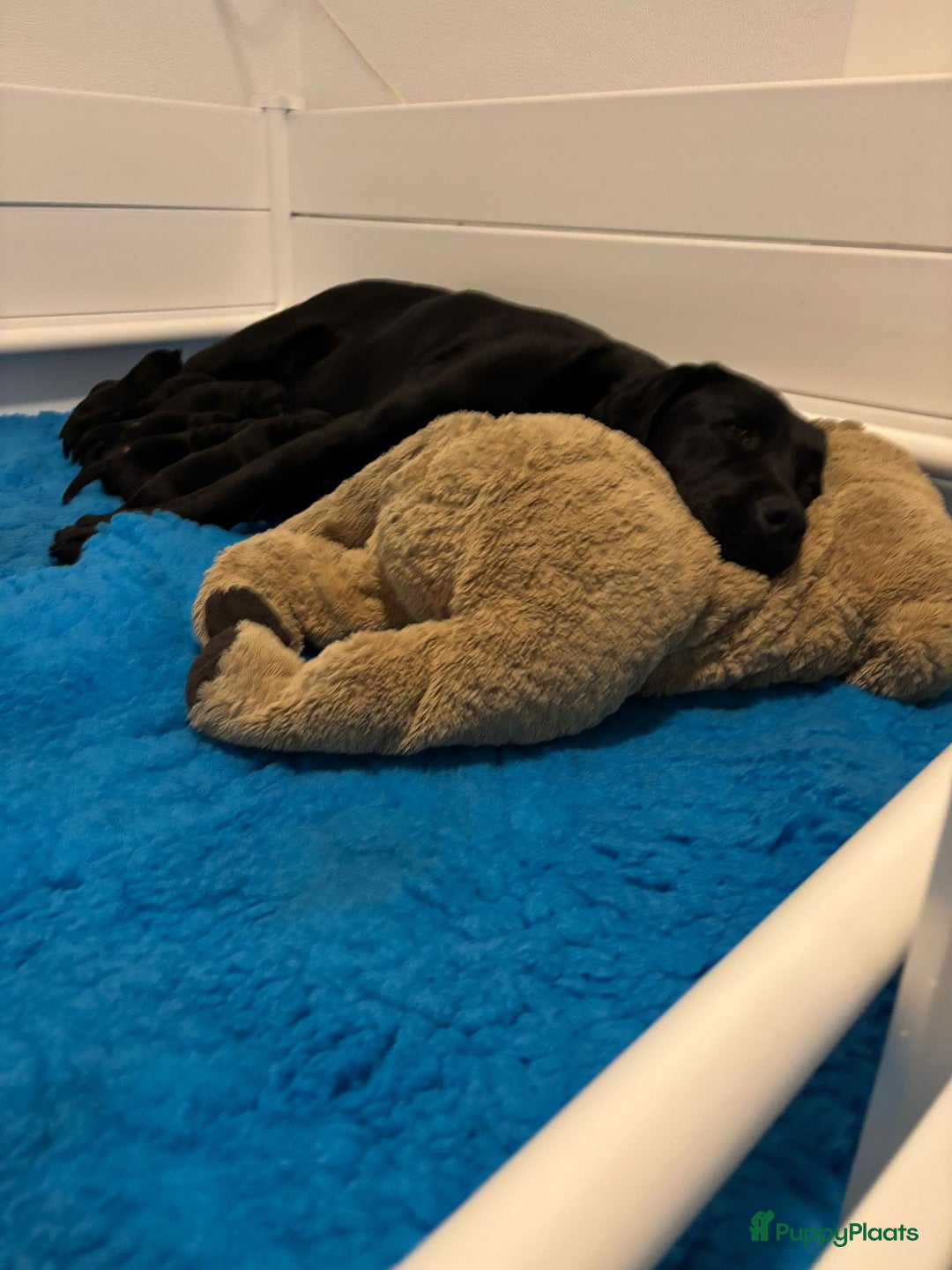 Labrador Retriever honden te koop: Zwarte labrador pups - teefje nog beschikbaar in Molenschot - Afbeelding 3