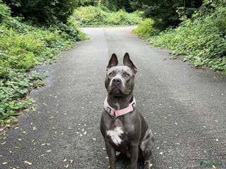 American Staffordshire Terriër honden American staffordshire terrier blue ROZA in Koewacht - Advertentie 15