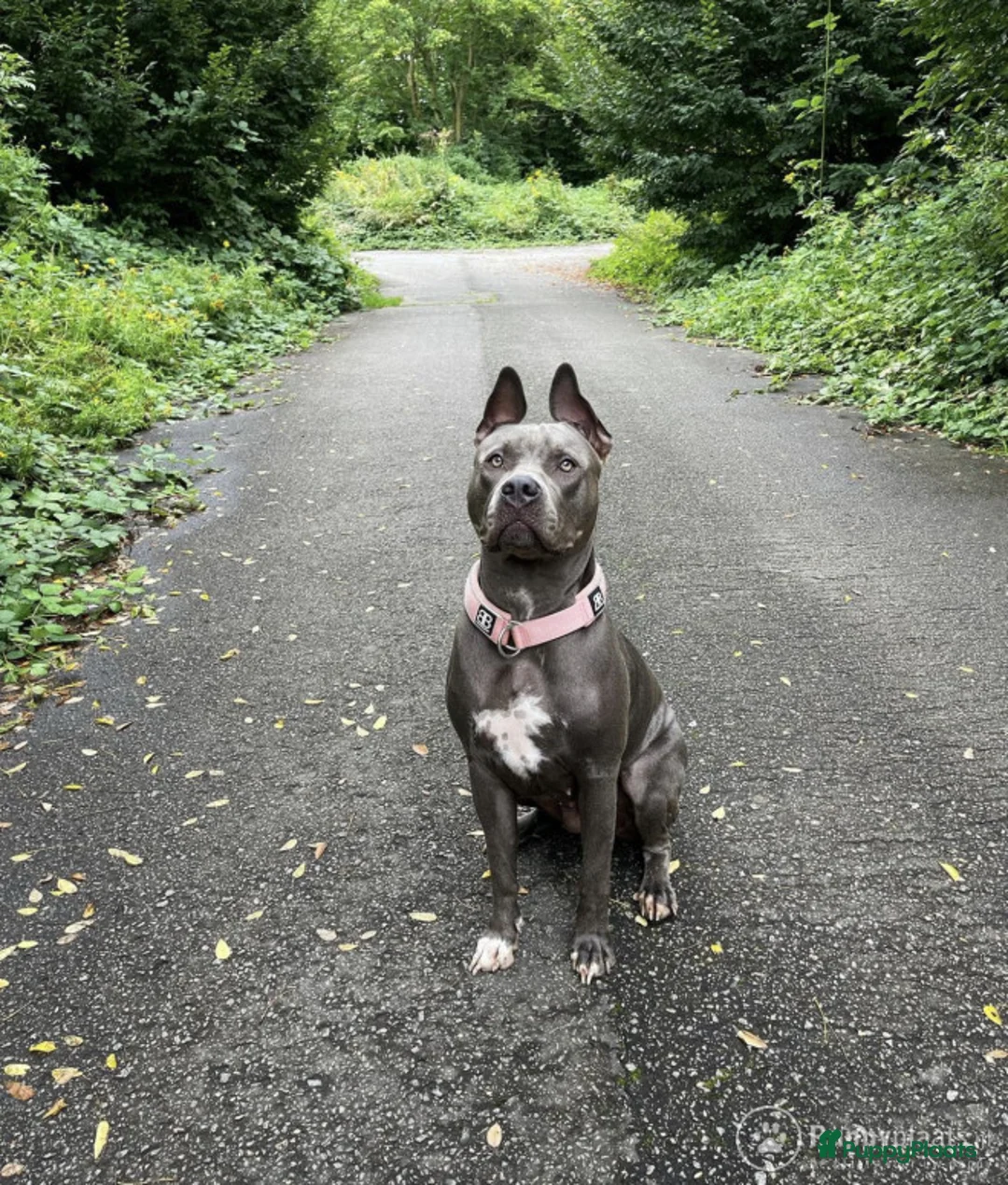 American Staffordshire Terriër honden ter dekking: American staffordshire terrier blue ROZA in Koewacht - Advertentie 1
