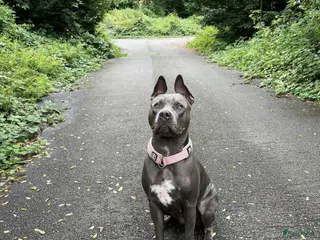 American Staffordshire Terriër honden American staffordshire terrier blue ROZA in Koewacht - Advertentie 3