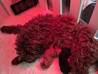 Poedel Toy honden Allerliefste toy teefje en Reutje 💞 - Advertentie 1