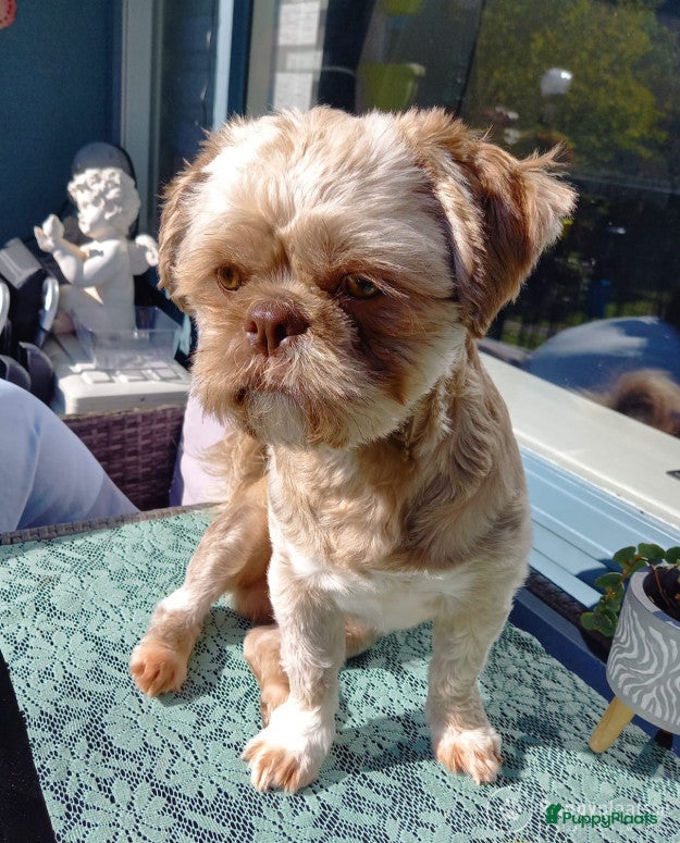 Kruising honden Choco boomer dekreutje in Boxtel - Advertentie 2