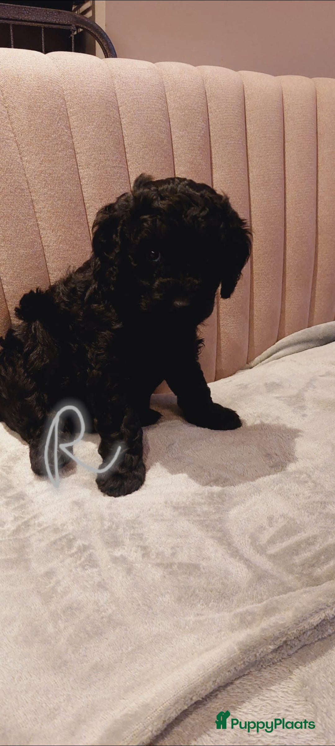 Labradoodle honden te koop: Prachtig nestje mini labradoodles te koop - Advertentie 11