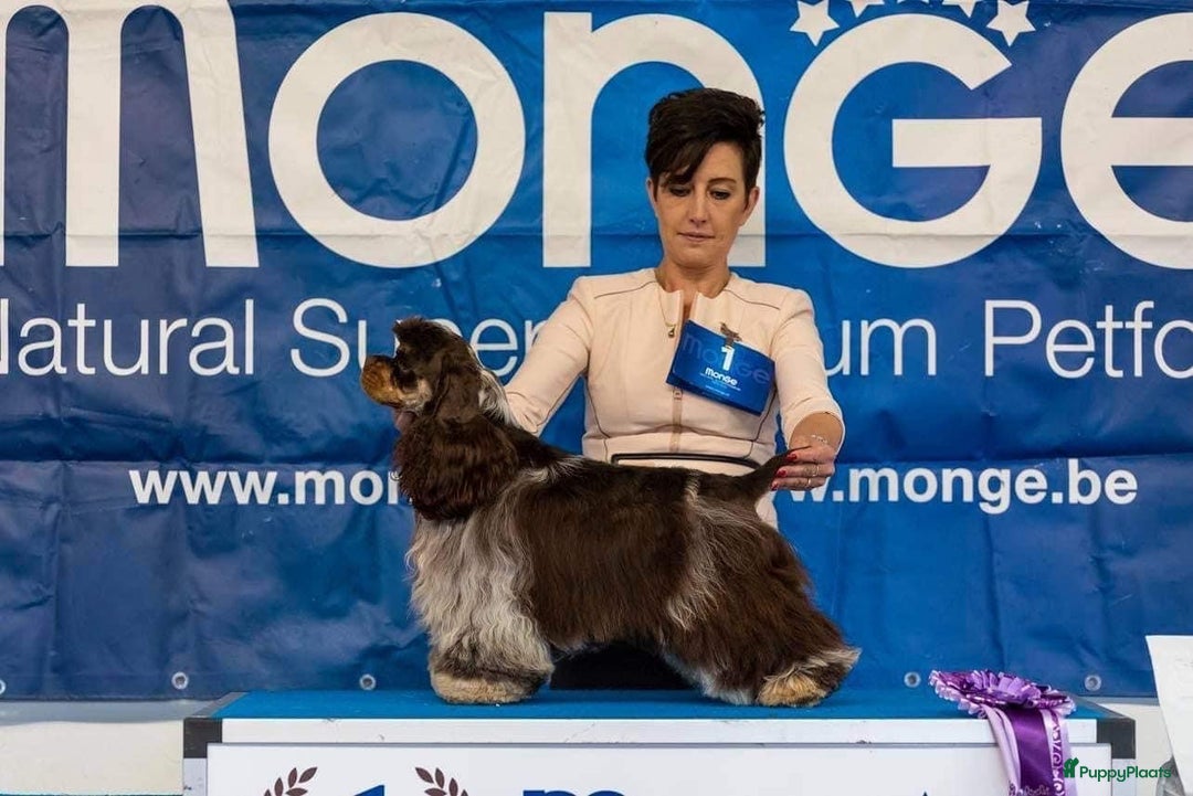 Galerij afbeelding {{count}}