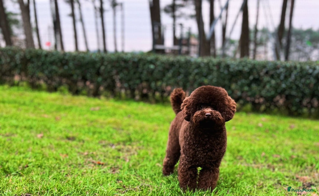 Maltipoo honden te koop: Maltipoo F1b worden rond kerst geboren 🥰 !  - Advertentie 11